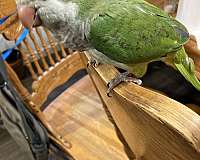 green-grey-quaker-parrots-for-sale