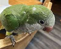 green-grey-bird-for-sale-in-sedalia-mo