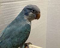 blue-grey-bird-for-sale-in-sedalia-mo