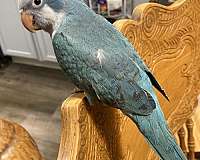 quaker-parrots-for-sale