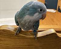 blue-grey-bird-for-sale