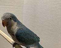 quaker-parrots-for-sale