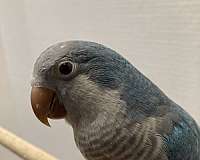 blue-grey-bird-for-sale