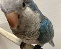 quaker-parrots-for-sale