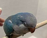 blue-grey-quaker-parrots-for-sale