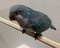 blue-grey-bird-for-sale