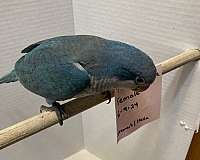 blue-grey-bird-for-sale-in-sedalia-mo