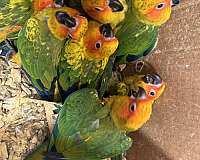 sun-conure-for-sale-in-oviedo-fl