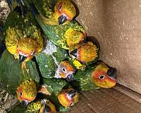 green-sun-conure-for-sale