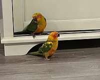 orange-sun-conure-for-sale