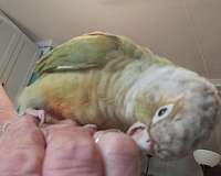 green-cheek-conure-for-sale