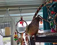 small-green-cheek-conure-for-sale