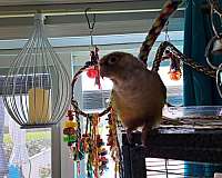 female-bird-for-sale