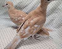 dove-for-sale-in-virginia