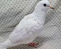 young-dove-for-sale