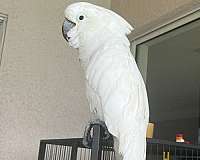 cockatoo-for-sale