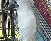 bird-parrot-for-sale-in-kissimmee-fl