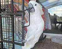 cockatoo-for-sale-in-kissimmee-fl