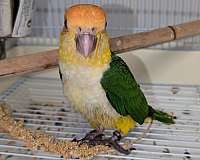 caique-for-sale