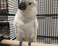 triton-cockatoo-for-sale