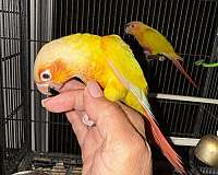 green-cheek-conure-for-sale-in-naples-fl