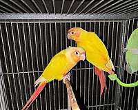 bird-for-sale-in-naples-fl