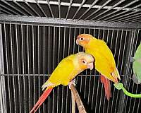 green-cheek-conure-for-sale