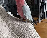 rose-breasted-cockatoo-for-sale