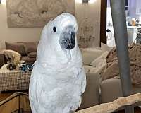 cockatoo-umbrella-cockatoo-for-sale-in-washington-district-of-columbia