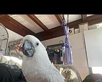 umbrella-cockatoo-for-sale