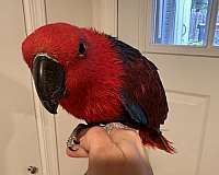 eclectus-parrots-for-sale-in-washington-district-of-columbia