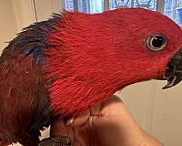 eclectus-parrots-for-sale