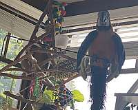 blue-gold-macaw-for-sale