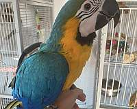 blue-gold-macaw-for-sale-in-washington-district-of-columbia