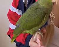 amazon-parrot-for-sale