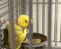 ringneck-parakeet-for-sale