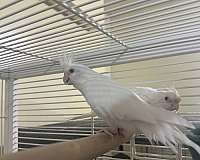 white-bird-for-sale-in-bowie-md