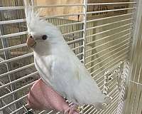 female-bird-for-sale-in-bowie-md