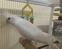 cockatiel-for-sale