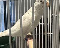 female-bird-for-sale-in-bowie-md