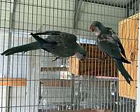 quaker-parrots-for-sale-in-naples-fl