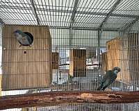 bird-for-sale-in-naples-fl