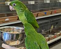 white-eyed-conure-for-sale-in-new-york