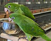 handfed-white-eyed-conure-for-sale