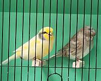 small-bird-for-sale-in-st-charles-il