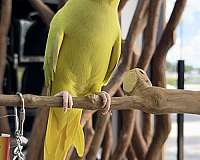 ringneck-parakeet-for-sale