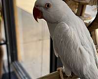 ringneck-parakeet-for-sale-in-longwood-fl