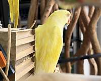 bird-for-sale-in-longwood-fl