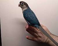 conure-for-sale