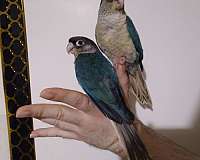 conure-for-sale-in-wichita-ks